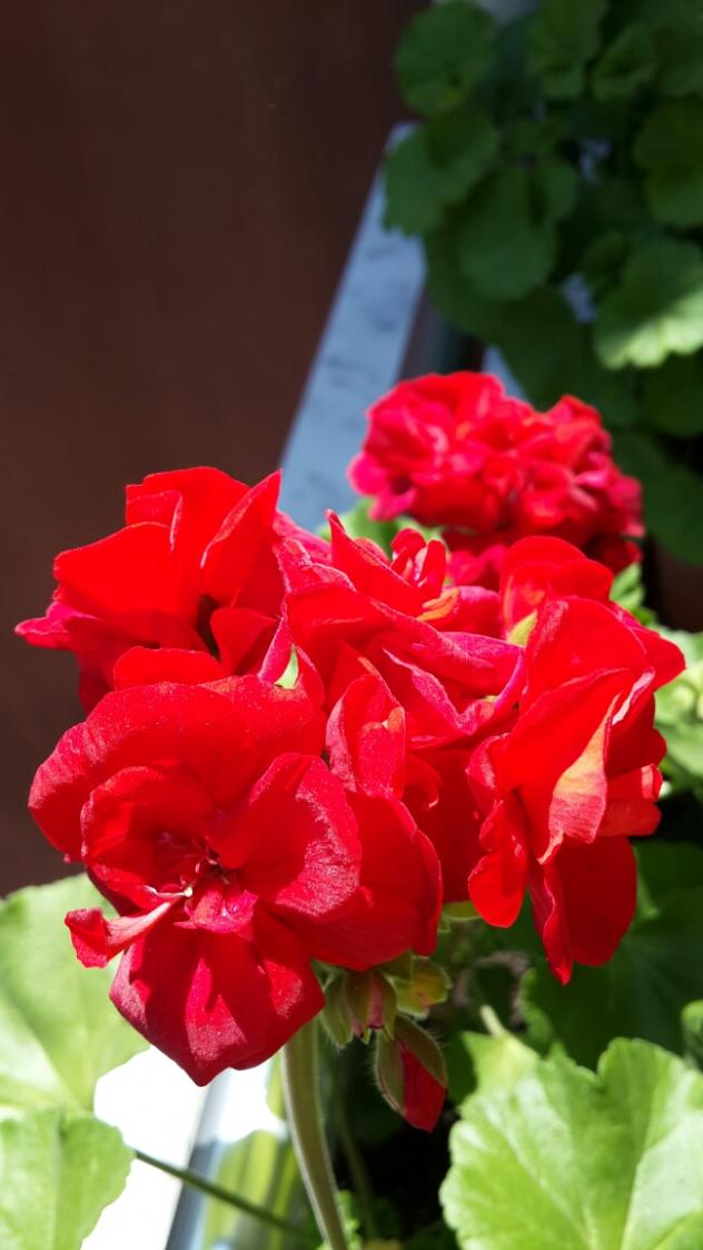 Name:  Simli Krmz Sardunya.jpg
Views: 2423
Size:  62.0 KB
