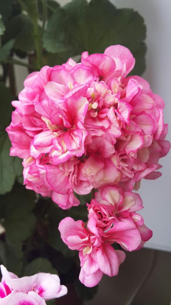 Name:  Gl Pempesi Sardunya.jpg
Views: 2054
Size:  64.9 KB