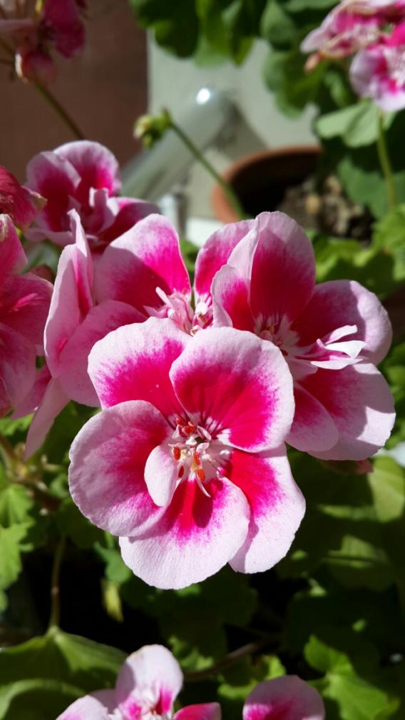 Name:  Pembe-Beyaz Sardunya.jpg
Views: 2069
Size:  65.8 KB