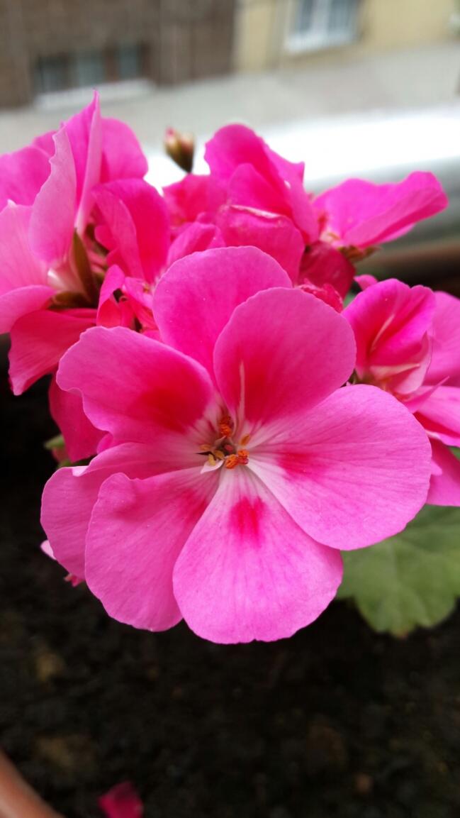 Name:  eker Pembe Sardunya.jpg
Views: 2094
Size:  60.5 KB