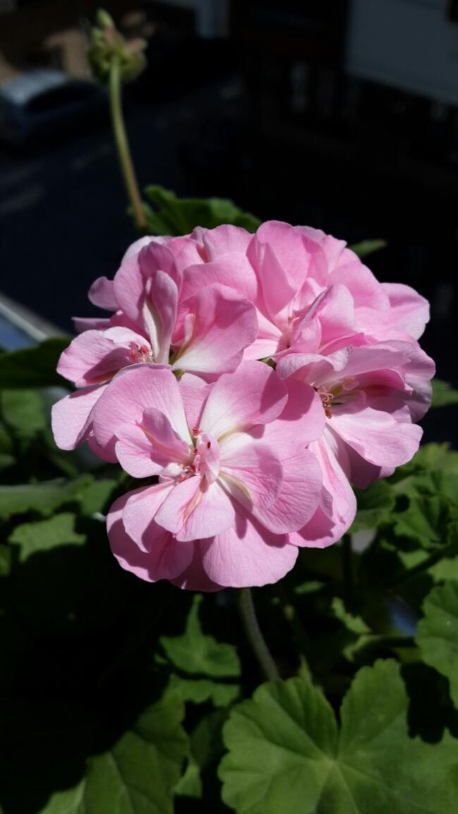 Name:  Uuk Pembe Sardunya.jpg
Views: 2207
Size:  58.8 KB
