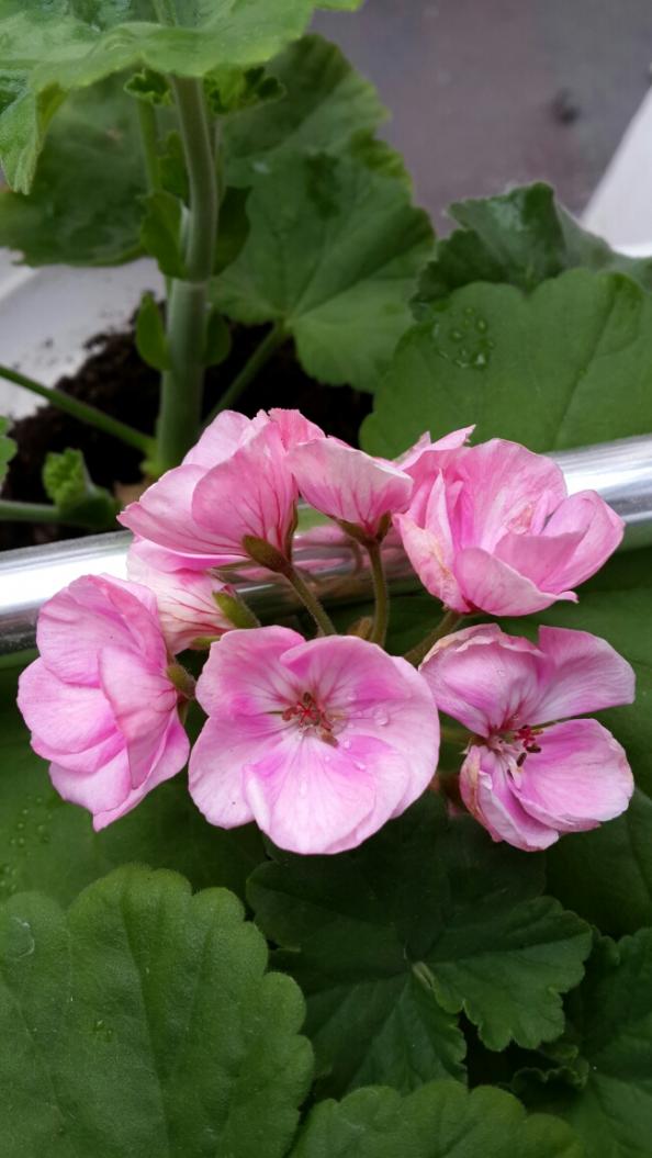 Name:  Pembe Pembe Sardunya.jpg
Views: 2238
Size:  65.4 KB