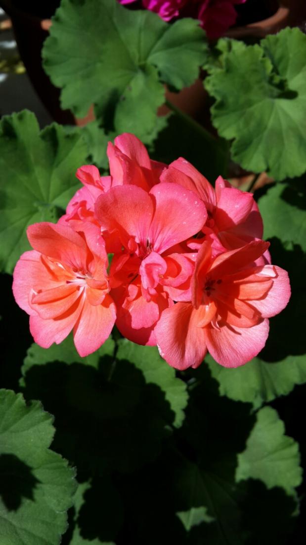 Name:  Yavruaz Sardunya.jpg
Views: 2337
Size:  62.9 KB