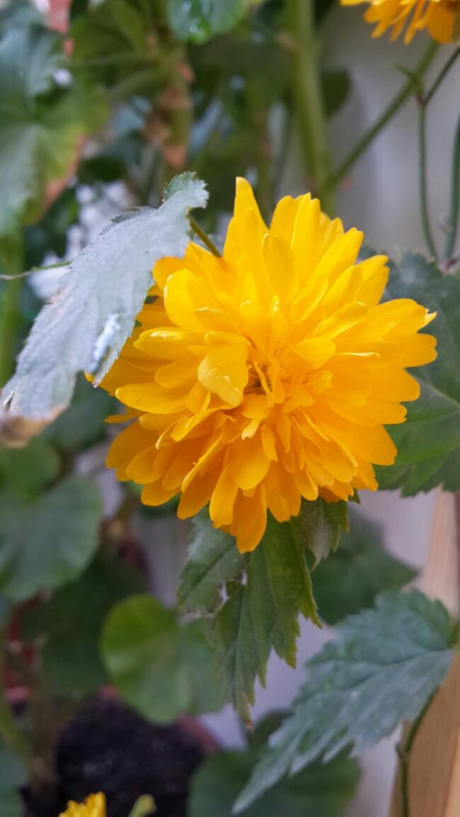 Name:  Kanarya Gl.jpg
Views: 2410
Size:  60.6 KB