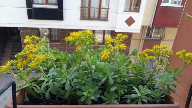 Name:  Sedum Palmeri.jpg
Views: 2565
Size:  43.1 KB