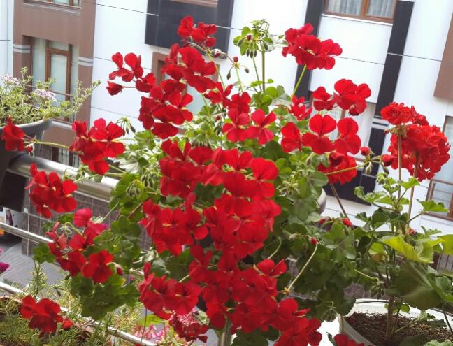 Name:  Krmz Sakz Sardunya 2.jpg
Views: 3518
Size:  69.1 KB