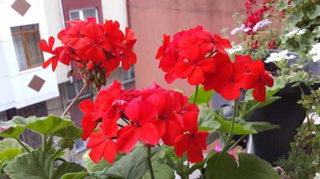 Name:  Krmz Sardunyalar.jpg
Views: 2403
Size:  40.3 KB