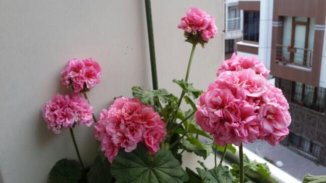 Name:  Glpembe Sardunya.jpg
Views: 2249
Size:  32.2 KB