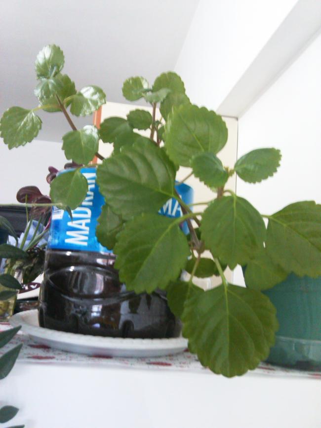 Name:  IMG_20140530_081354.jpg
Views: 815
Size:  49.2 KB