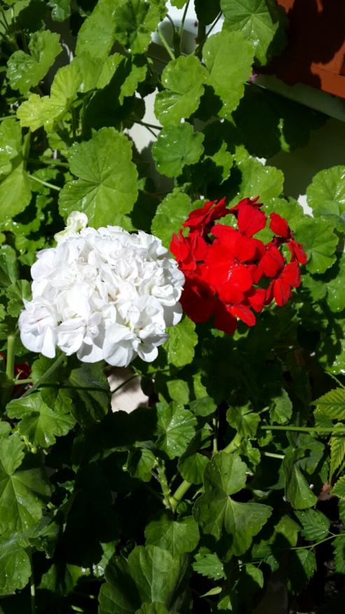 Name:  Krmz ve Beyaz Sardunyalar.jpg
Views: 1405
Size:  71.4 KB