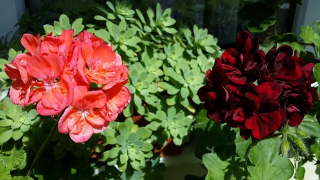 Name:  Yavruaz ve Bordo Sardunyalar.jpg
Views: 1686
Size:  44.3 KB