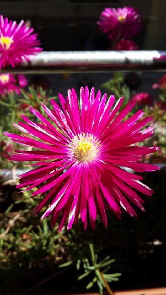 Name:  Lampranthus 2.jpg
Views: 2324
Size:  69.0 KB