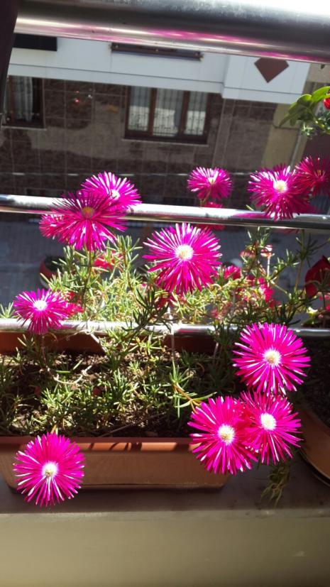 Name:  Lampranthus 1.jpg
Views: 2145
Size:  73.2 KB