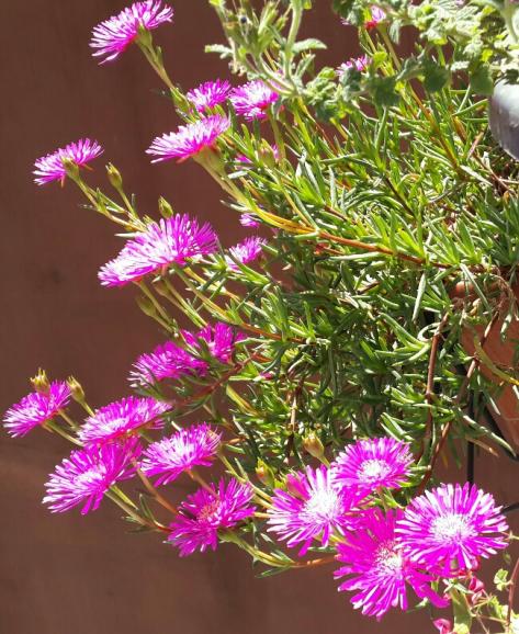 Name:  Lampranthus 4.jpg
Views: 2484
Size:  71.7 KB