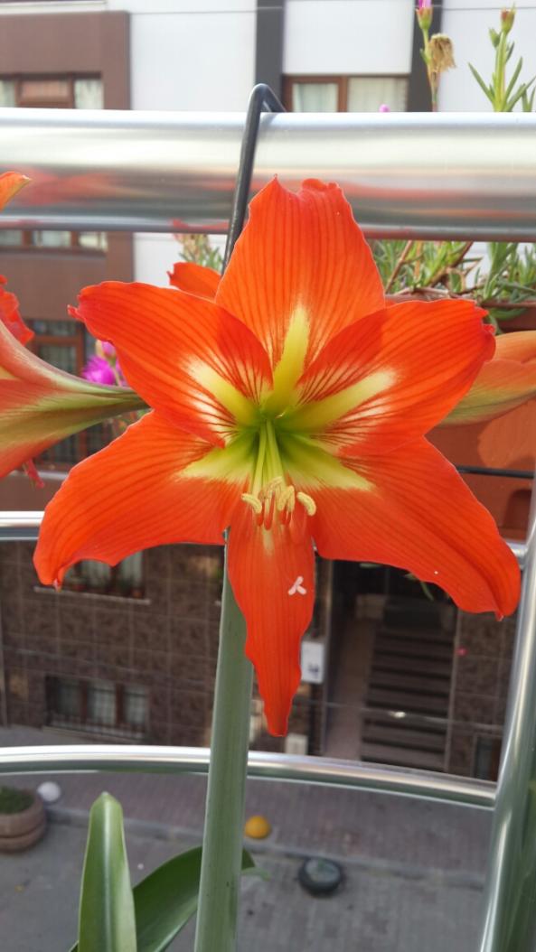 Name:  Amaryllis 3.jpg
Views: 2204
Size:  64.7 KB