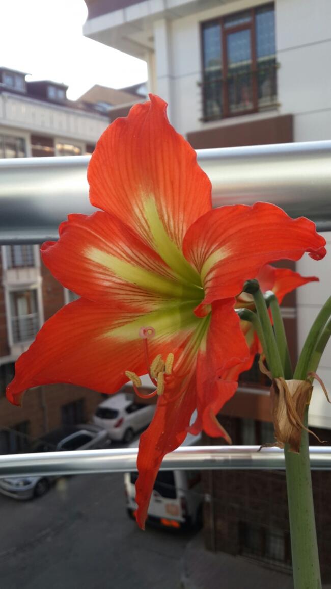 Name:  Amaryllis..jpg
Views: 2080
Size:  64.5 KB