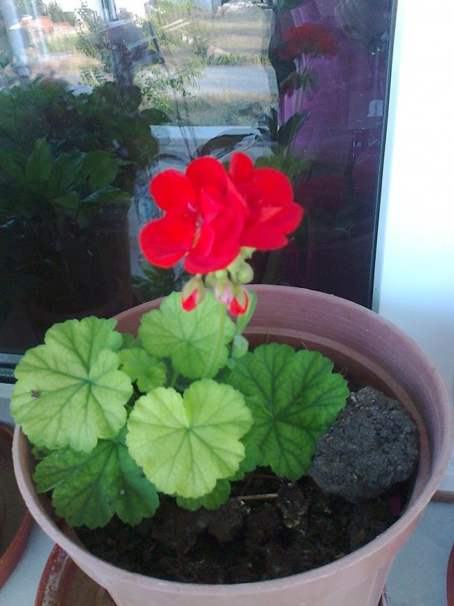 Name:  Fotoraf0959.jpg
Views: 988
Size:  67.9 KB