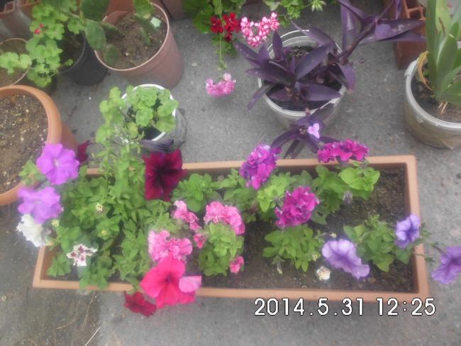 Name:  CIMG6565.jpg
Views: 472
Size:  51.5 KB