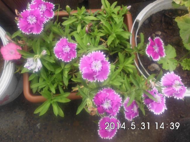 Name:  CIMG6616.jpg
Views: 450
Size:  53.0 KB