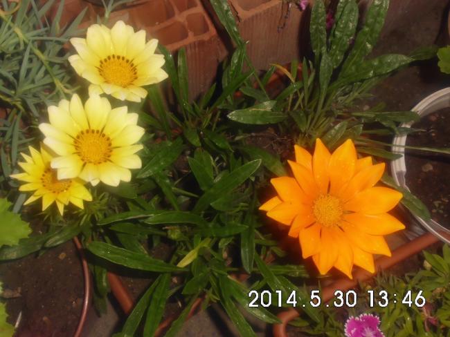 Name:  CIMG6475.jpg
Views: 461
Size:  48.7 KB