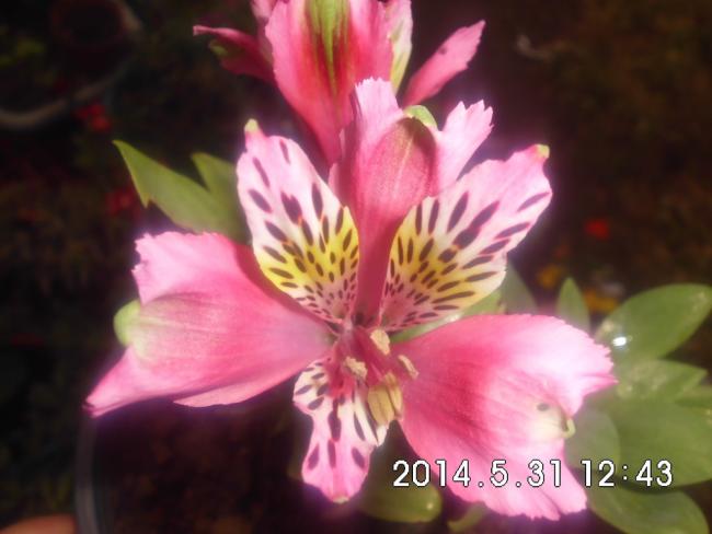 Name:  CIMG6568.jpg
Views: 493
Size:  34.2 KB