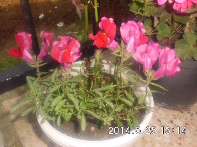 Name:  CIMG6440.jpg
Views: 462
Size:  50.2 KB