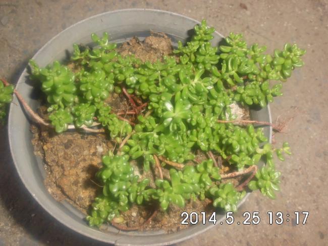 Name:  CIMG6454.jpg
Views: 491
Size:  51.8 KB