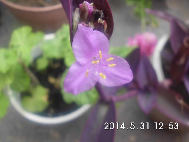 Name:  CIMG6598.jpg
Views: 459
Size:  26.5 KB
