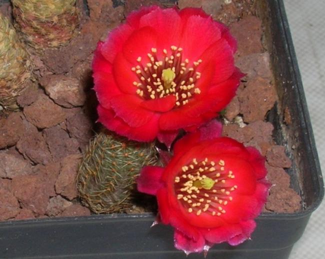 Name:  DSCN4951a.jpg
Views: 920
Size:  49.9 KB