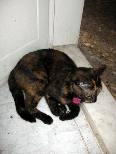 Name:  IMG_0717.jpg
Views: 861
Size:  27.7 KB