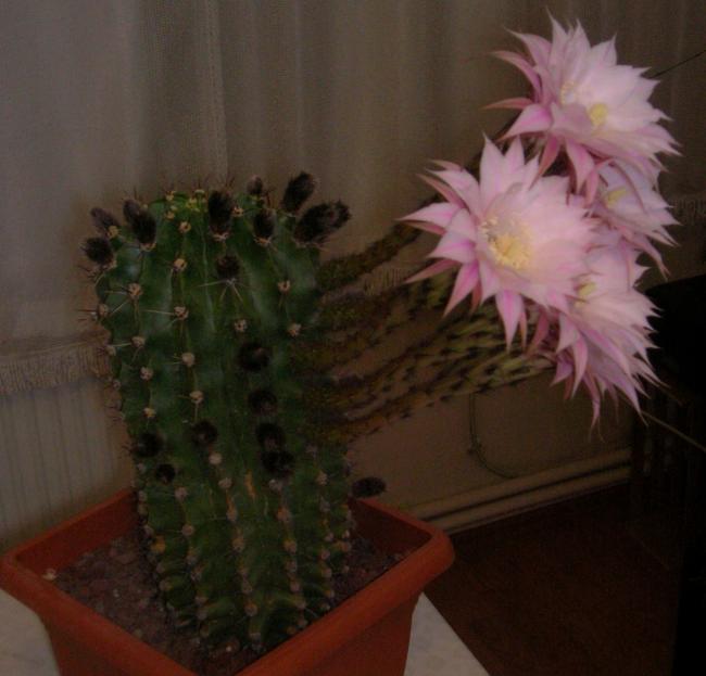 Name:  DSCN5023.jpg
Views: 890
Size:  38.4 KB