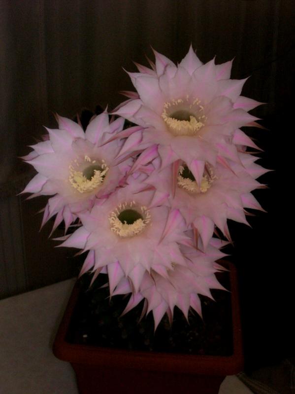 Name:  DSCN5021.jpg
Views: 860
Size:  38.4 KB