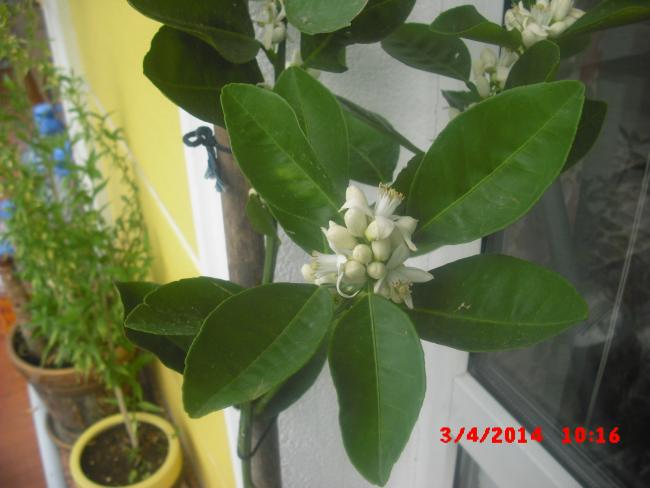 Name:  CIMG5995.jpg
Views: 478
Size:  36.9 KB