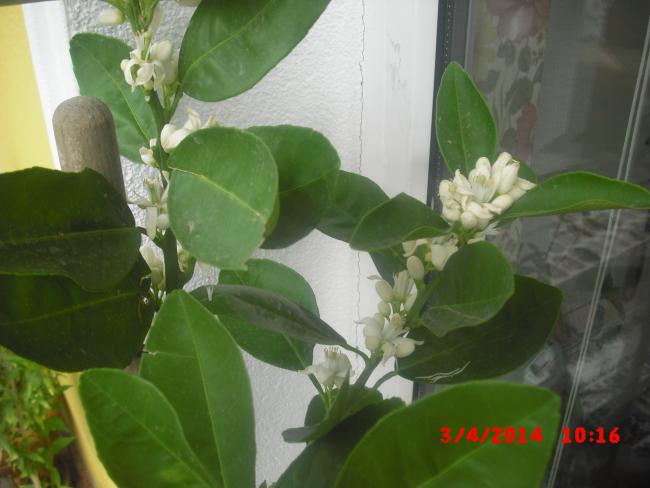 Name:  CIMG5996.jpg
Views: 478
Size:  36.9 KB