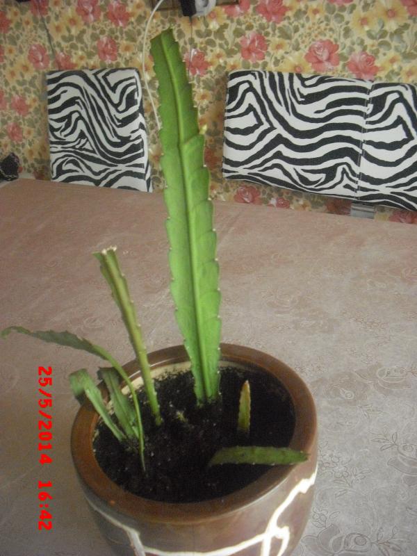 Name:  CIMG6097.jpg
Views: 466
Size:  73.0 KB