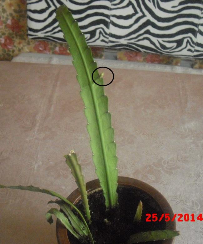 Name:  CIMG6098.jpg
Views: 507
Size:  63.3 KB