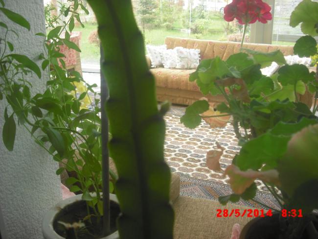 Name:  CIMG6202.jpg
Views: 458
Size:  48.1 KB