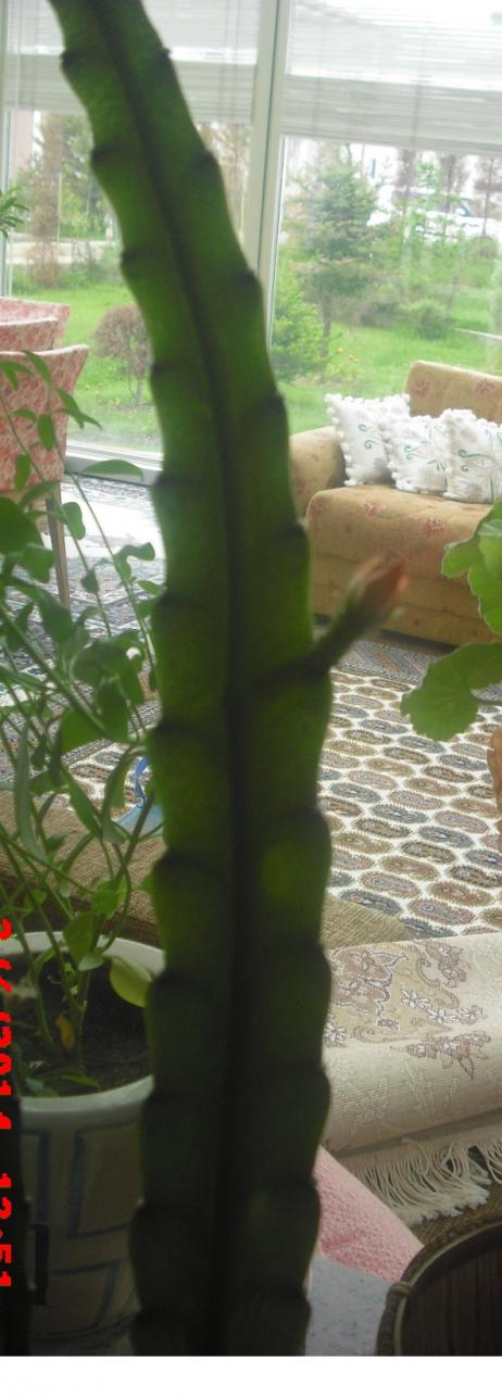 Name:  CIMG6211.jpg
Views: 482
Size:  71.5 KB
