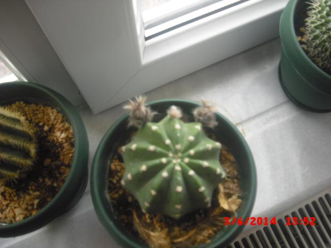 Name:  CIMG6213.jpg
Views: 442
Size:  33.4 KB