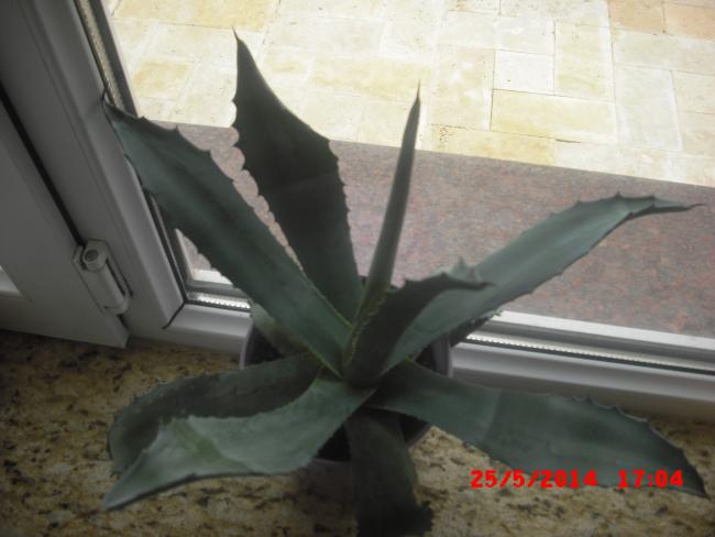 Name:  CIMG6161.jpg
Views: 463
Size:  33.7 KB