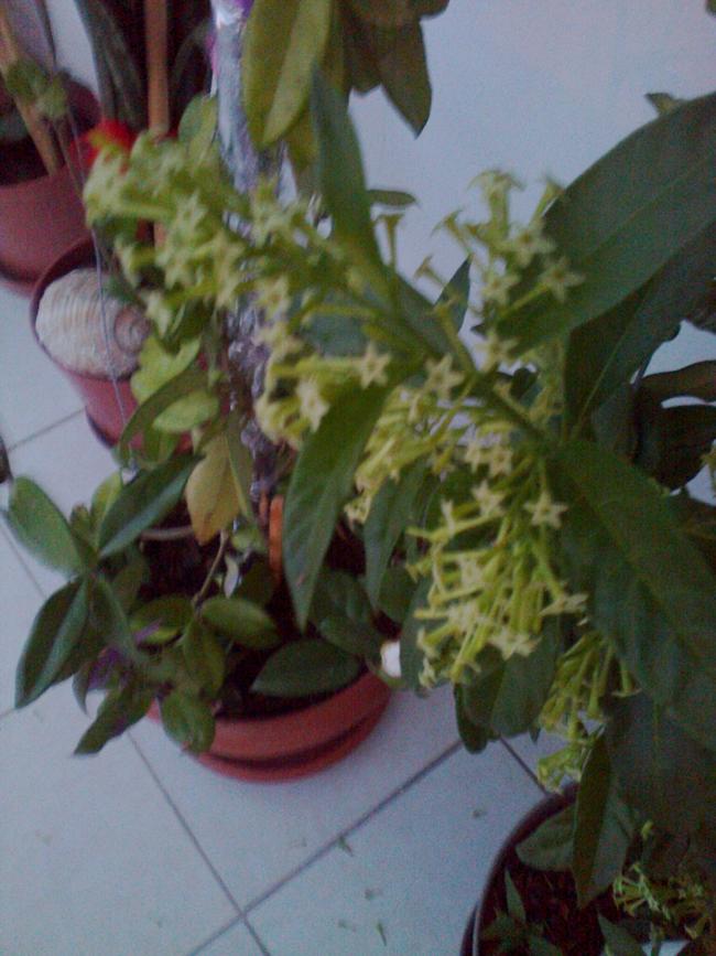 Name:  Fotoraf0998.jpg
Views: 706
Size:  69.3 KB