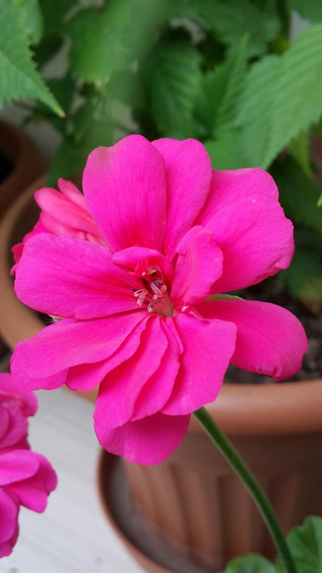 Name:  Seker Pempe.jpg
Views: 965
Size:  59.0 KB