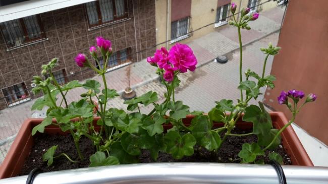 Name:  Sardunya 3.jpg
Views: 1046
Size:  43.4 KB