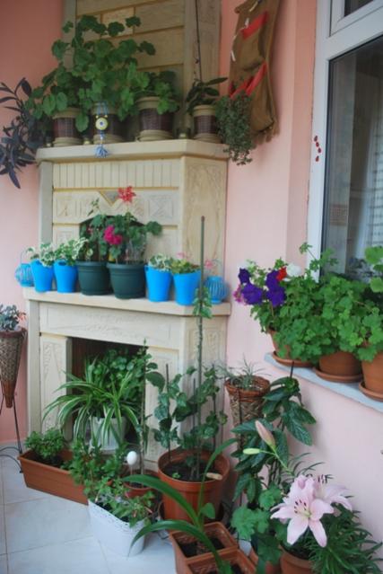Name:  DSC_0933_agac.jpg
Views: 900
Size:  43.4 KB