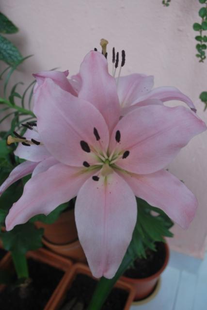 Name:  DSC_0935_agac.jpg
Views: 899
Size:  22.7 KB