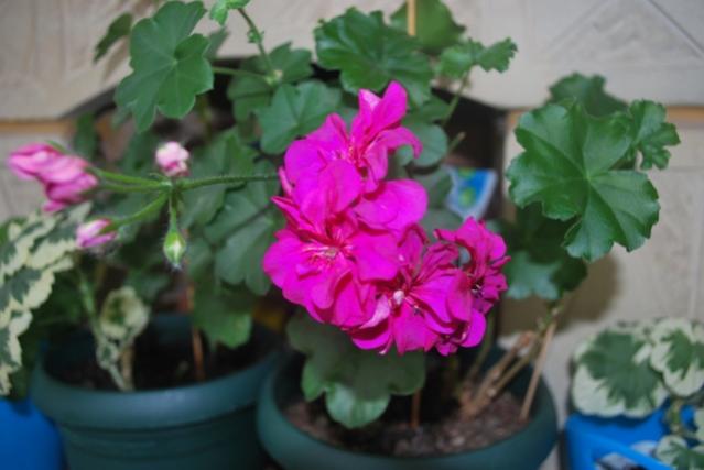 Name:  DSC_0939_agac.jpg
Views: 898
Size:  32.3 KB