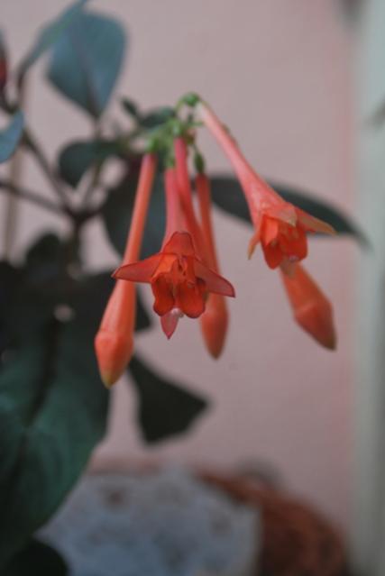 Name:  DSC_0940_agac.jpg
Views: 881
Size:  17.9 KB