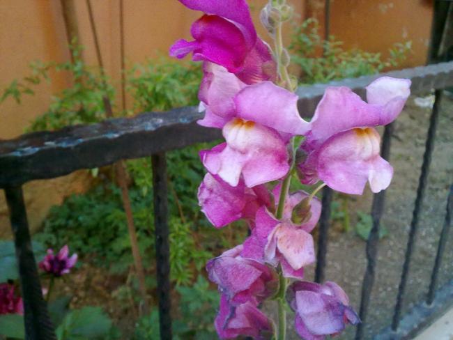 Name:  Aslanagzi.jpg
Views: 2272
Size:  43.1 KB