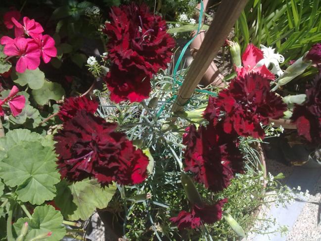 Name:  KirKaranfil.jpg
Views: 2273
Size:  70.2 KB