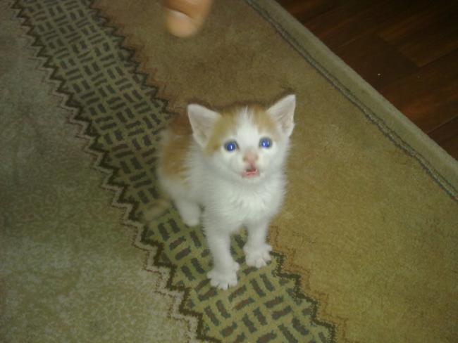 Name:  Kedi2.jpg
Views: 2320
Size:  34.0 KB